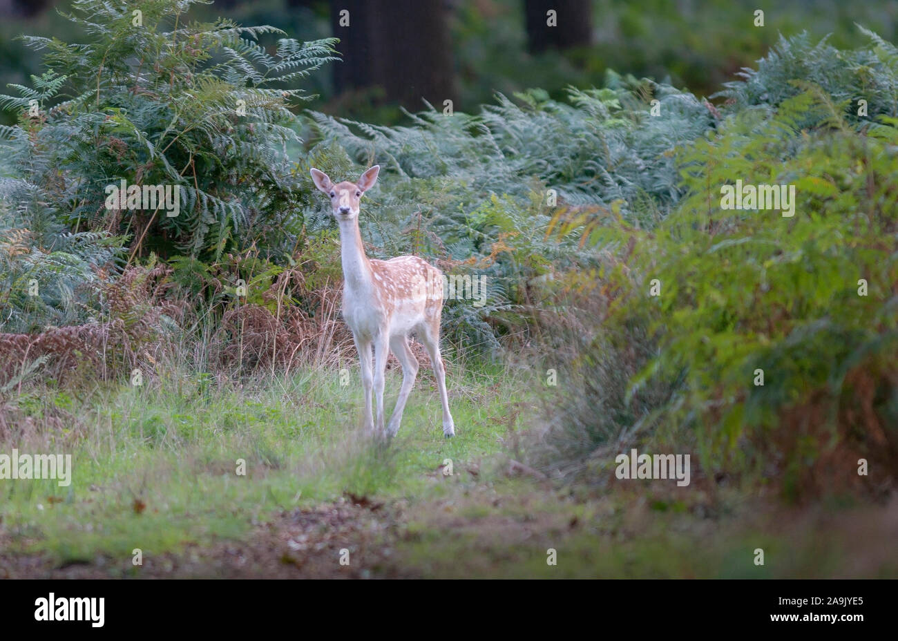 Young Fallow deer in woods Stock Photo