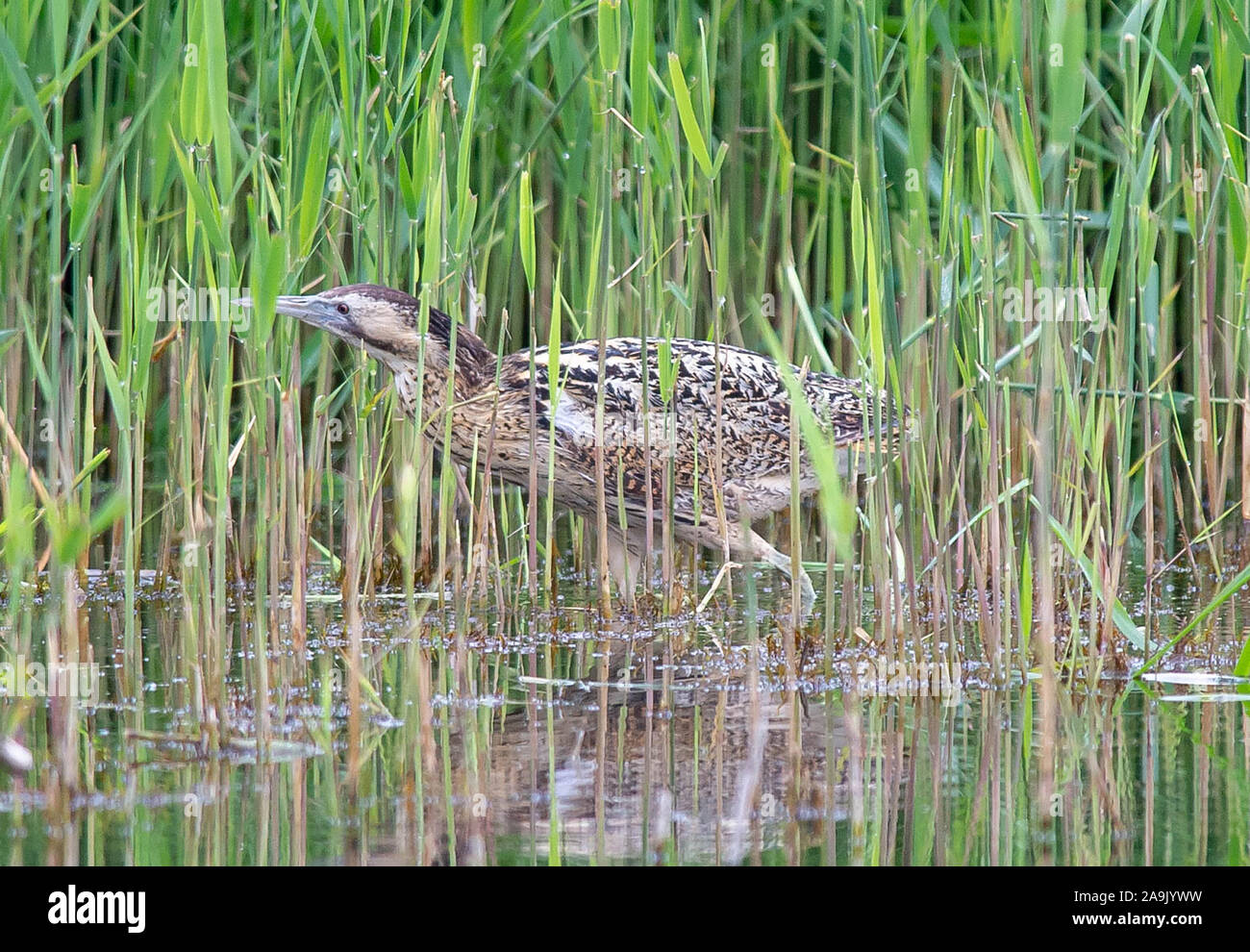 Bittern in reeds Stock Photo