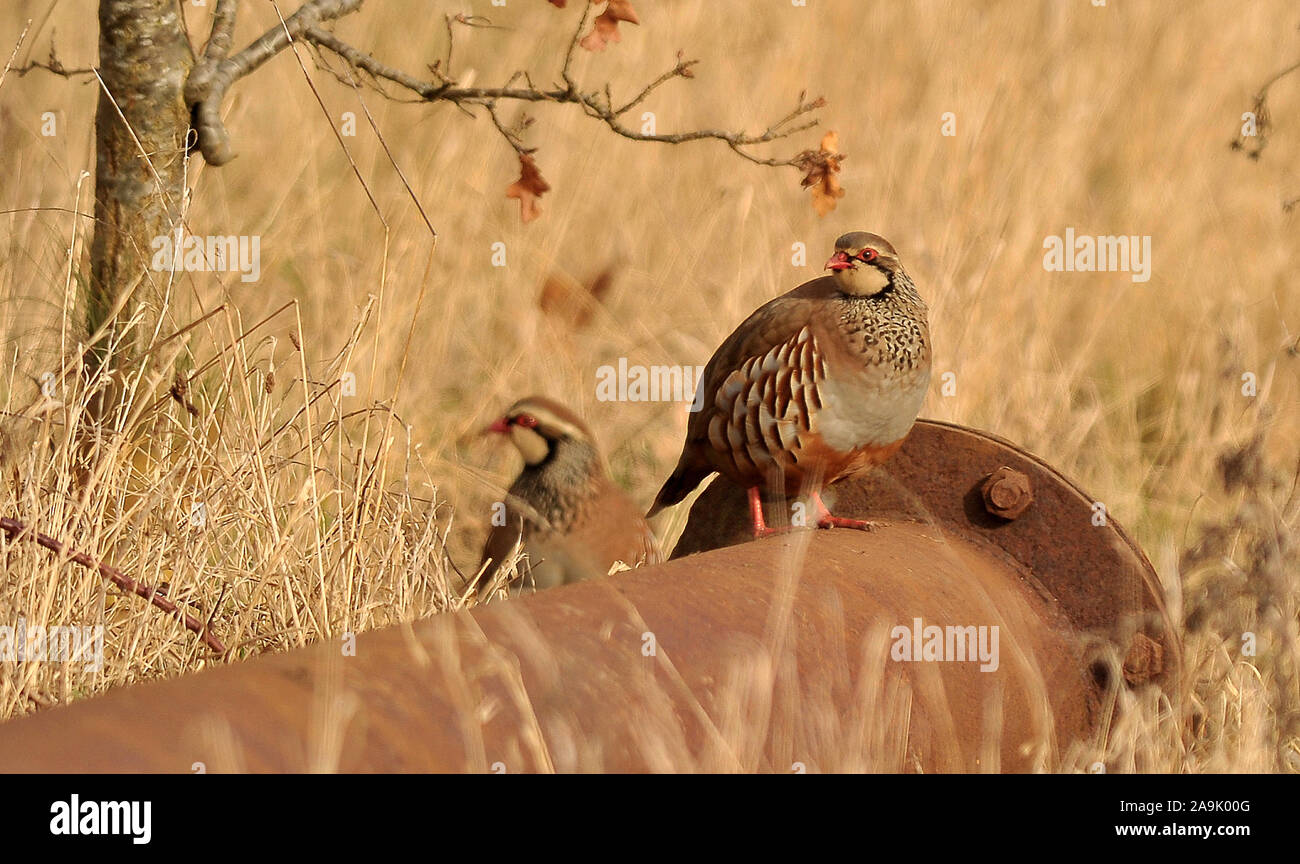 Partridge Pipe Dream Stock Photo