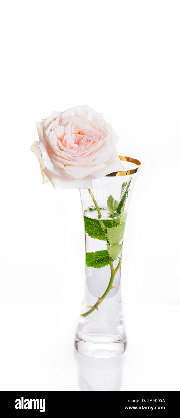 Pink rose flower in a vase isolated on white background Stock Photo - Alamy