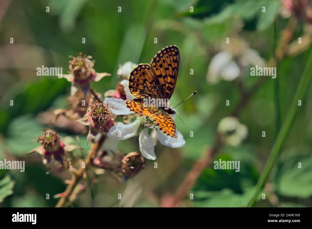 Small Pearl-bordered Fritillary butterfly - Boloria selene Stock Photo