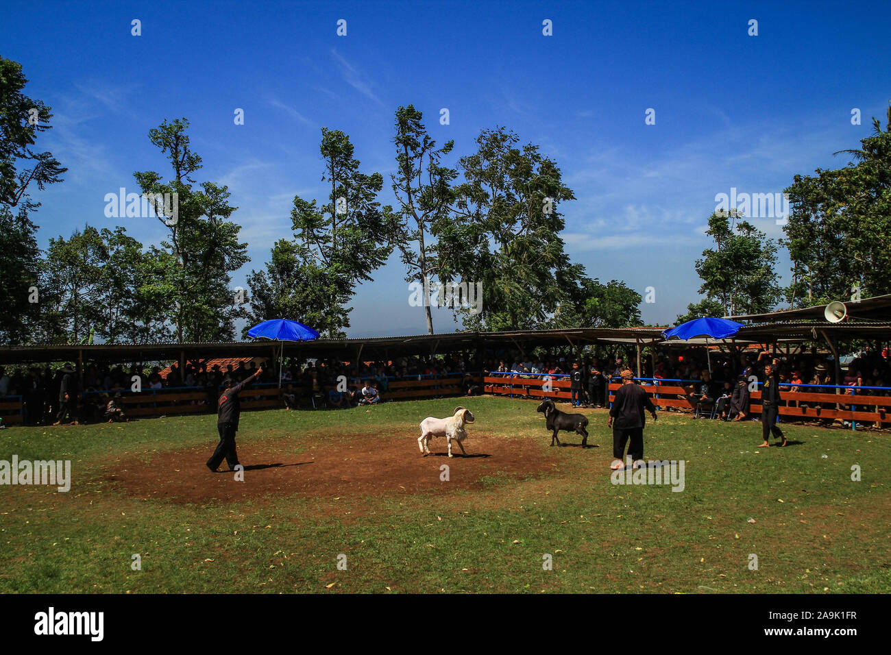 View of the arena garut sheep agility during the competition.In Garut culture, fighting sheep is part the art of dexterity which is tradition. Garut sheep have special characteristics as sheep for agile fighting. Like most animals for raising garut sheep requires special treatment. Garut sheep have a more muscular physique than sheep in general average weight is 60Kg - 80Kg with strong and circular horn. Stock Photo