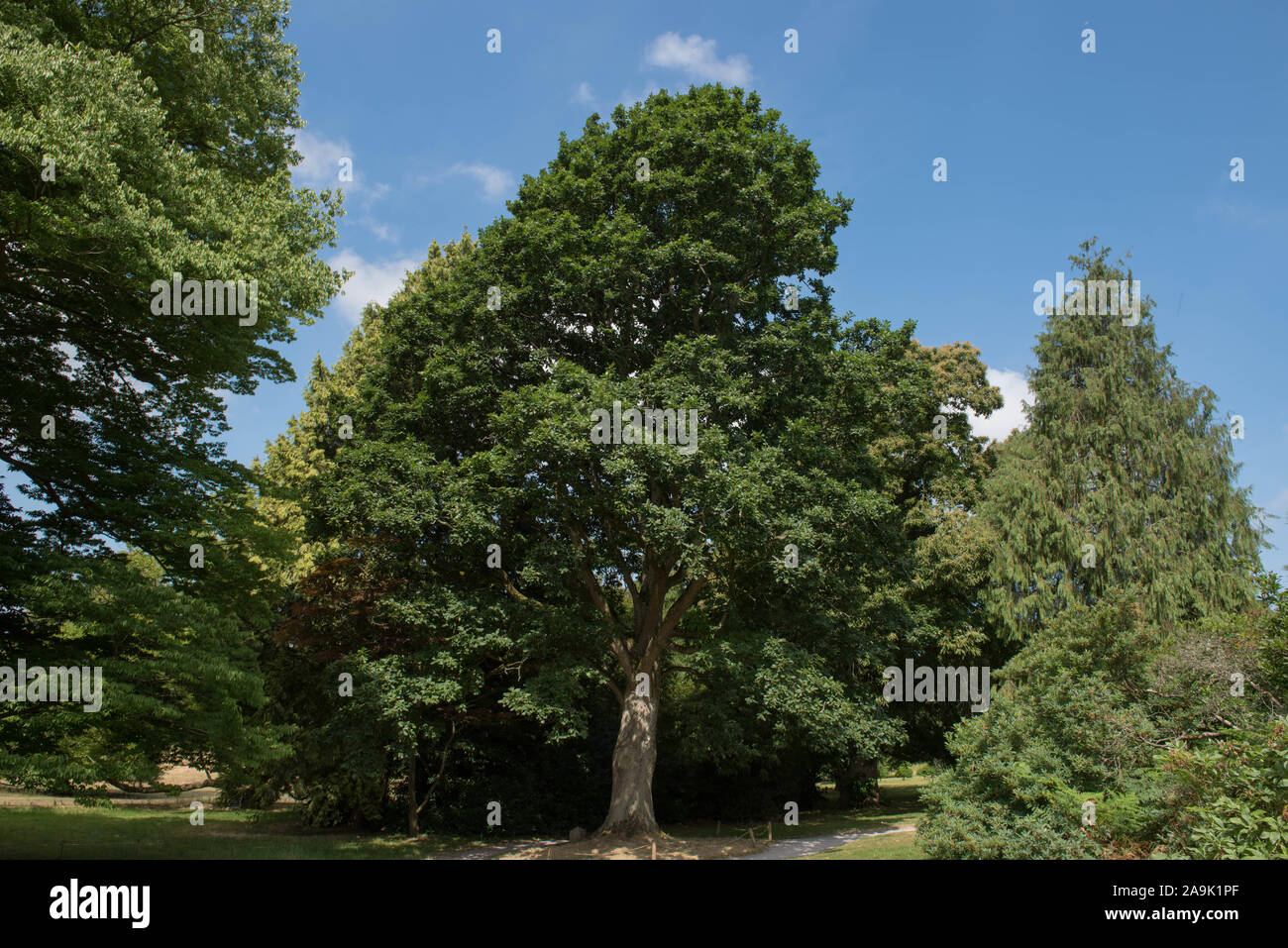 Hybrid Keble Oak Tree (Quercus canariensis x robur), Cross between Algerian Oak and English Ok Trees, in a Park with a Bright Blue Sky Background Stock Photo