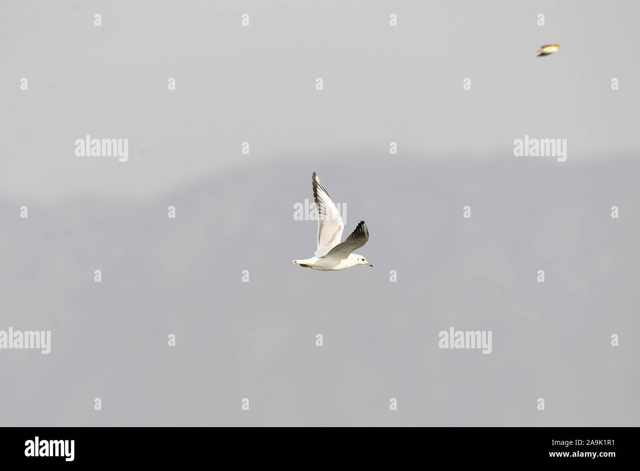 (191116) -- HOHHOT, Nov. 16, 2019 (Xinhua) -- A bird flies over the Hailiu reservoir in Tumd Left Banner in north China's Inner Mongolia Autonomous Region, Nov. 16, 2019. A large number of migrant birds have recently stopped at the reservoir for a break before flying to the south. (Xinhua/Liu Lei) Stock Photo