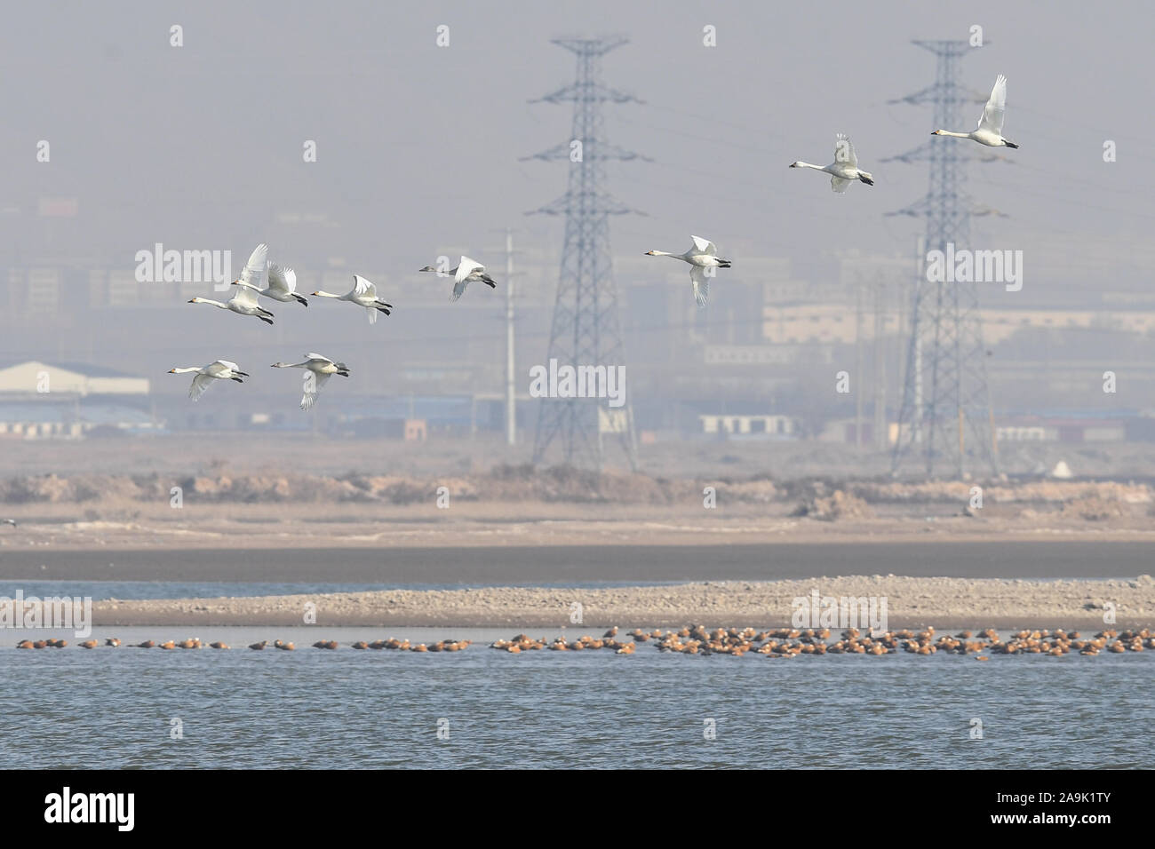 (191116) -- HOHHOT, Nov. 16, 2019 (Xinhua) -- Photo taken on Nov. 16, 2019 shows migrant birds at the Hailiu reservoir in Tumd Left Banner in north China's Inner Mongolia Autonomous Region. A large number of migrant birds have recently stopped at the reservoir for a break before flying to the south. (Xinhua/Liu Lei) Stock Photo