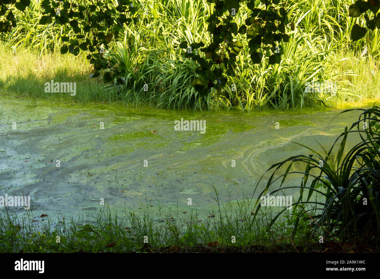 View of green swamp duckweed on a sunny day in Chennai, India Stock Photo