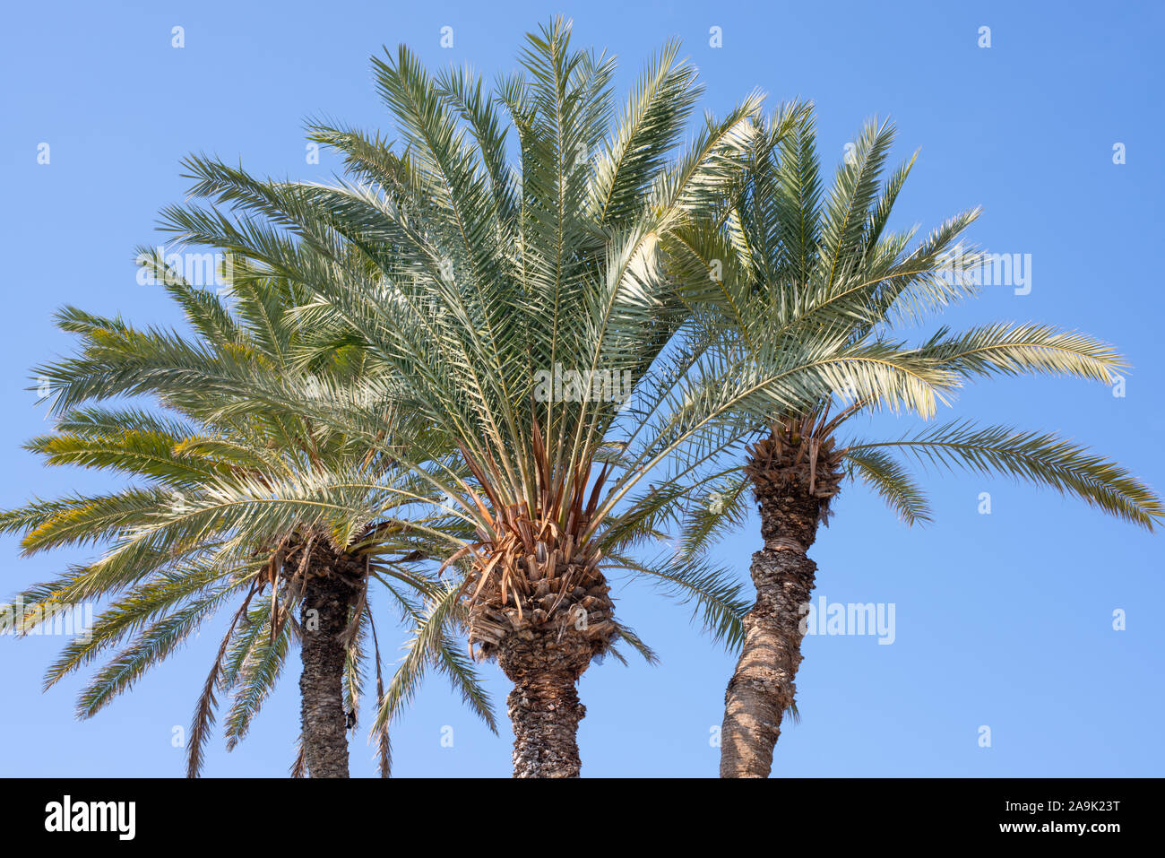 Palms against a blue sky number 3938 Stock Photo