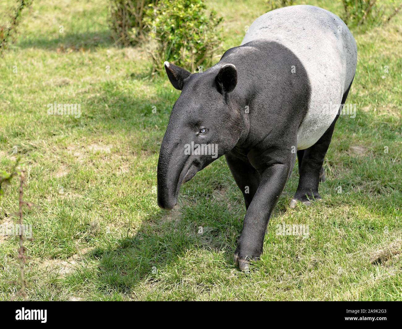 Malayan tapir (Tapirus indicus) walking on grass and viewed of front Stock Photo