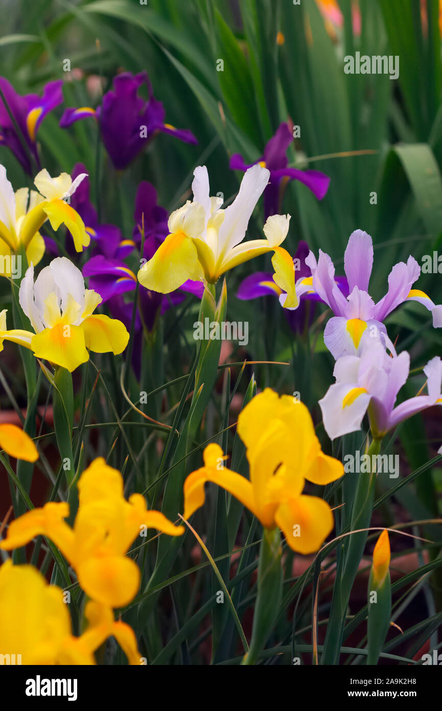 Dutch Iris - front to back - Bronze Perfection, King Mauve, Symphony and Blue Pearl Stock Photo