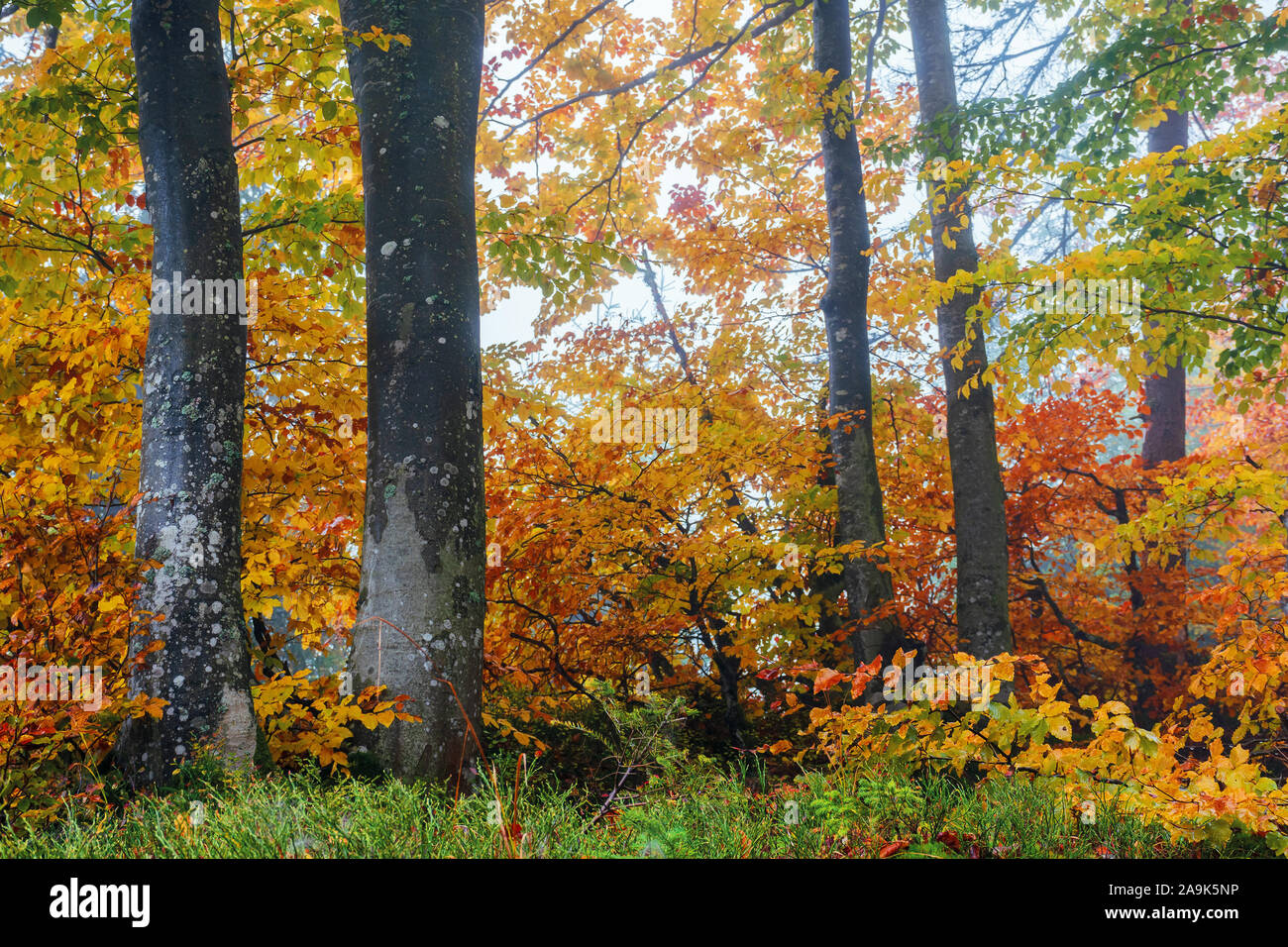 beech forest on a hazy morning. beautiful autumn scenery in the woods. gloomy weather. trees in colorful foliage Stock Photo