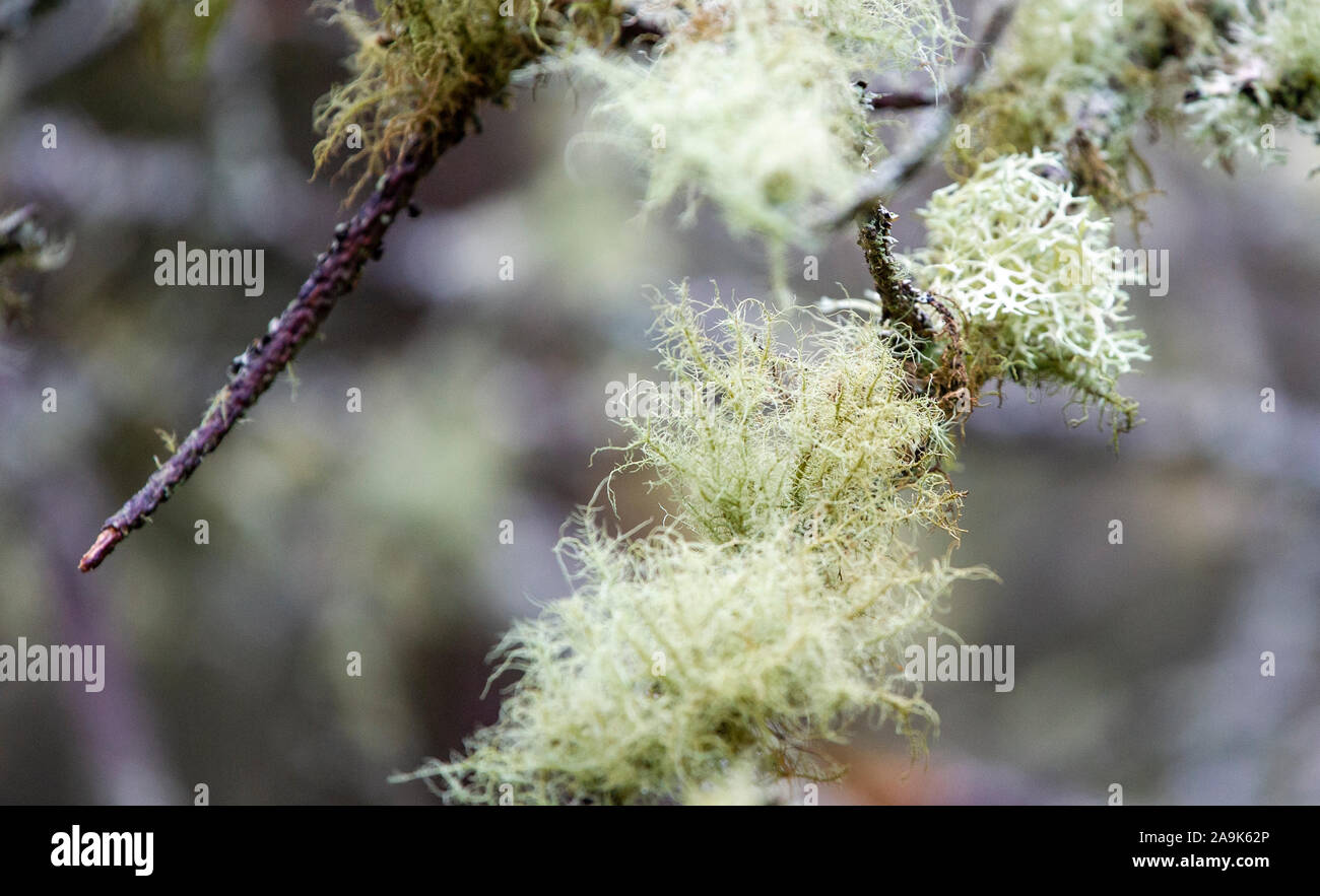 Lichen covered branch Stock Photo