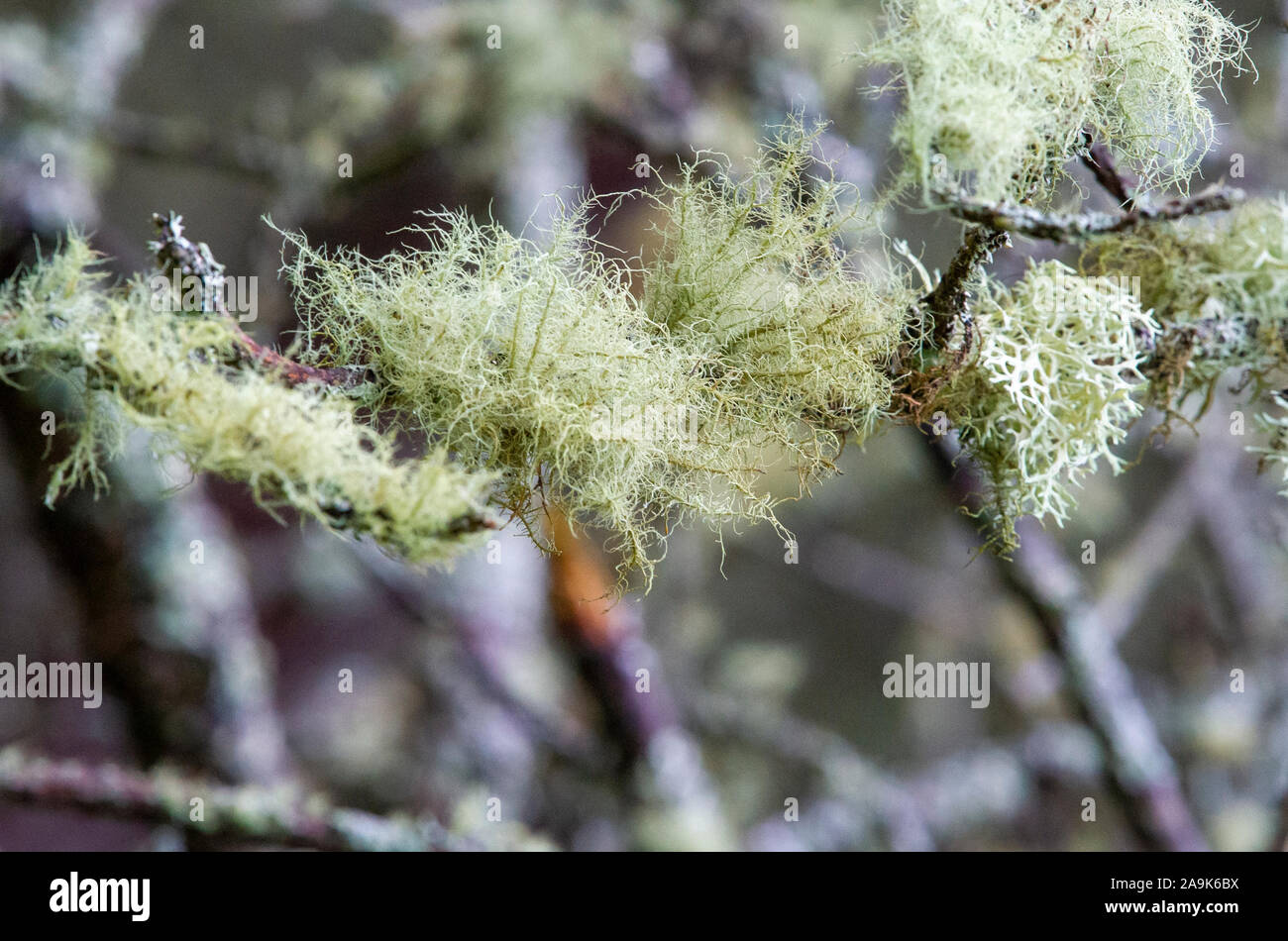 Lichen bush Stock Photo