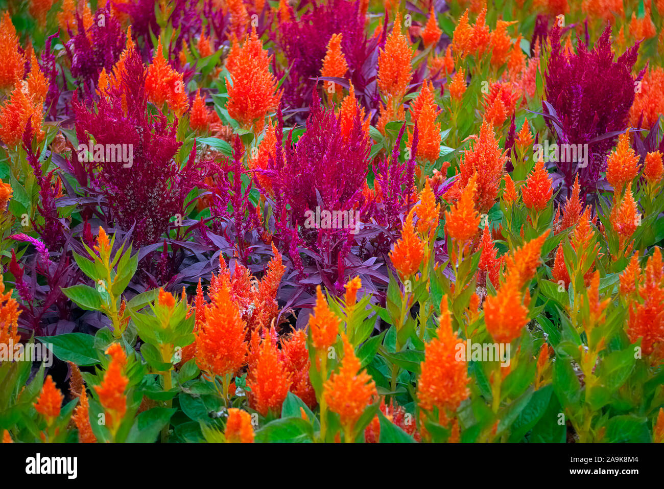 Celosia - Cockscomb used in traditional summer amenity bedding Stock Photo