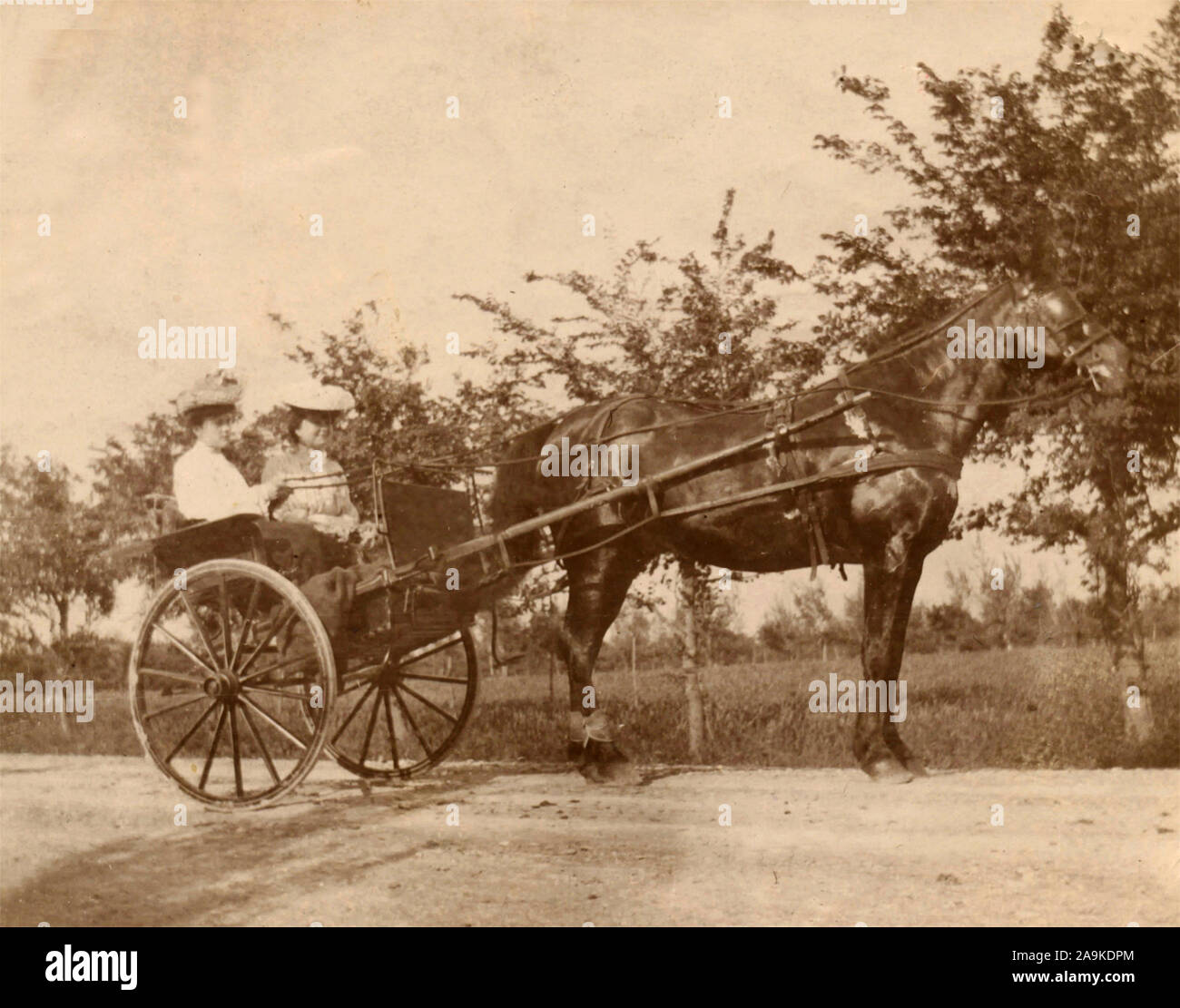 Elegant horse drawn carriage hires stock photography and images Alamy