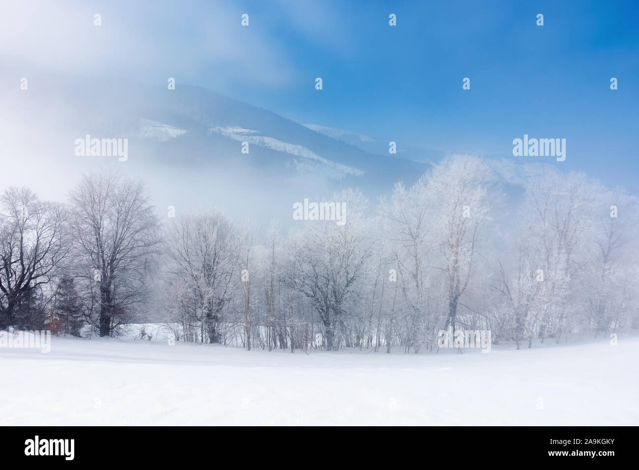 row of tees in hoarfrost on a snowy meadow.  fantastic winter scenery in misty weather at sunrise. fairy tale mountain landscape concept Stock Photo