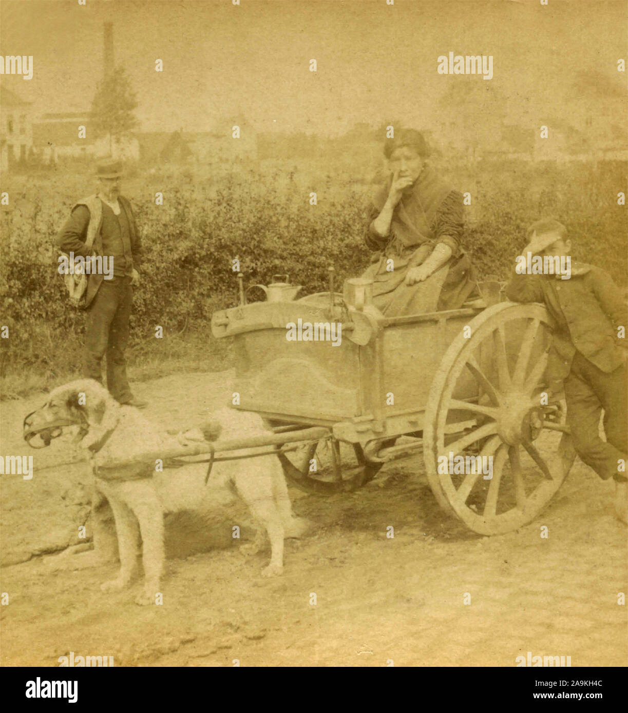 A woman carrying the milk in a cart pulled by a dog, Antwerp, Belgium Stock Photo