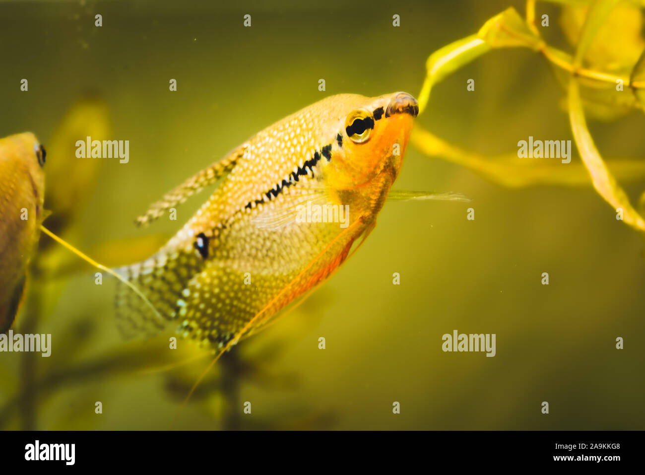 Pearl gourami Trichopodus leerii freshwater aquarium fish in fish tank. Aquaria concept Stock Photo