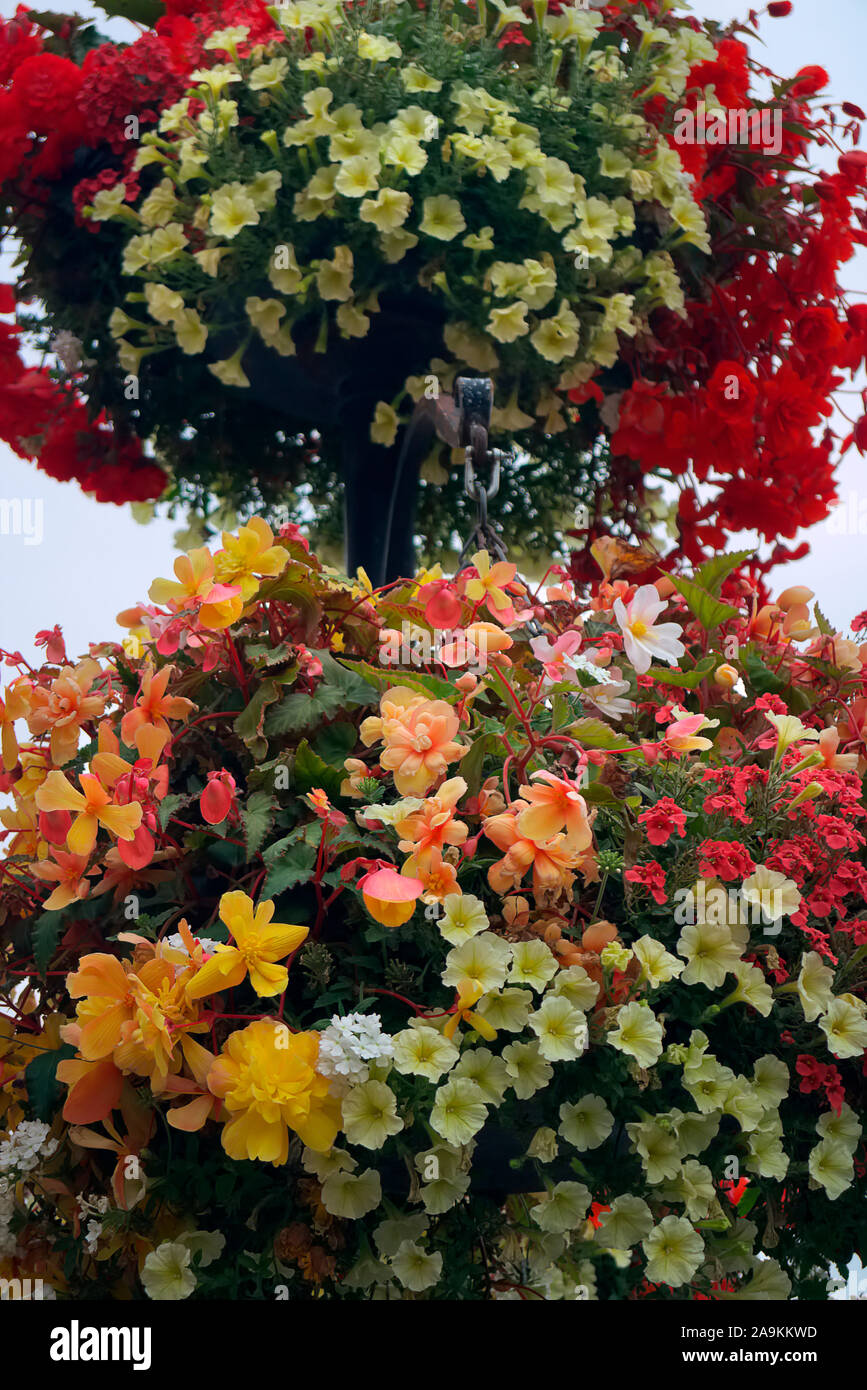 Begonia Hanging Basket Orange High Resolution Stock Photography and Images Alamy