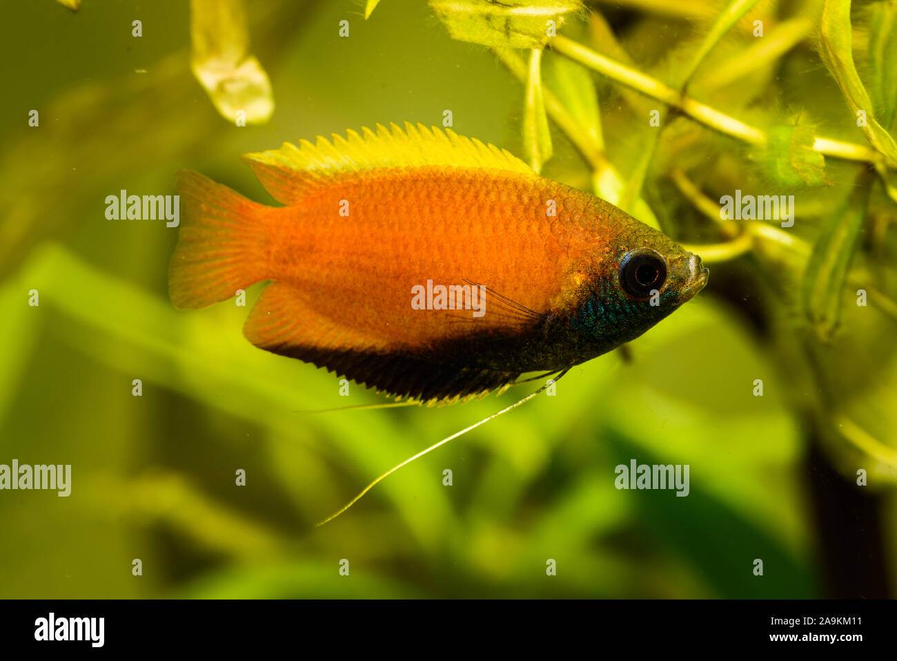 Honey gourami Trichogaster chuna tropical aquarium fish in fish tank. Colorfull male fish. Aquaria concept Stock Photo