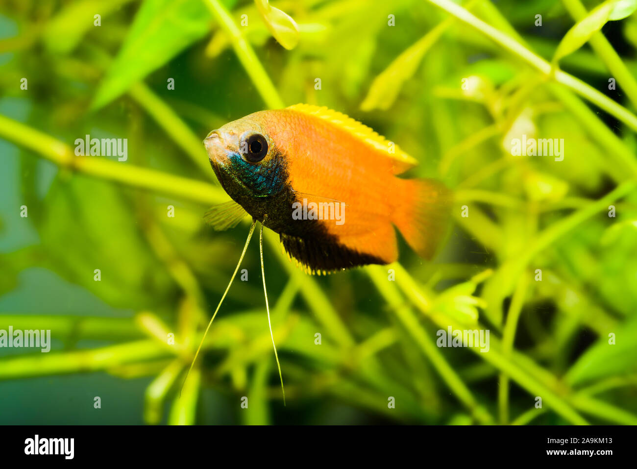 Honey gourami Trichogaster chuna tropical aquarium fish in fish tank. Colorfull male fish. Aquaria concept Stock Photo