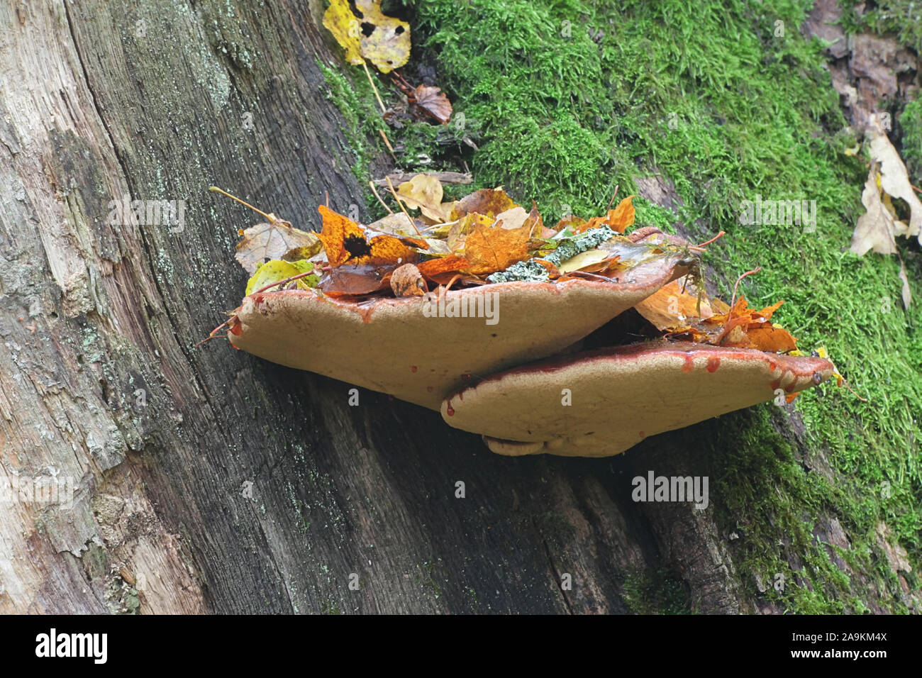 Fistulina hepatica, known as beefsteak fungus, beefsteak polypore, ox tongue, or tongue mushroom, growing on oak in Finland Stock Photo