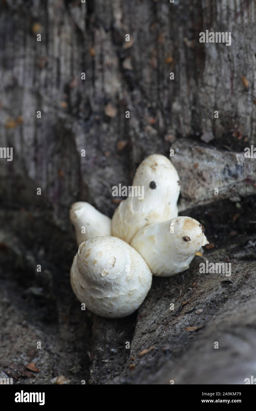 Hemipholiota populnea or Pholiota populnea, a scalycap mushrooms from Finland Stock Photo
