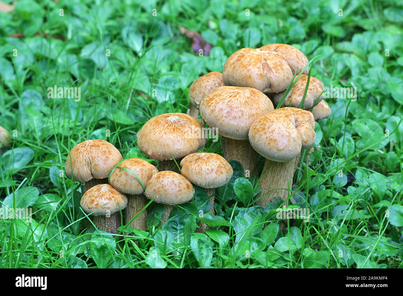 Phaeolepiota aurea, known as golden bootleg or golden cap, wild poisonous mushrooms from Finland Stock Photo