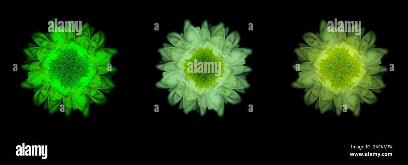 Neon glowing surrealistic white green chrysanthemum blossom trio macro, black background Stock Photo