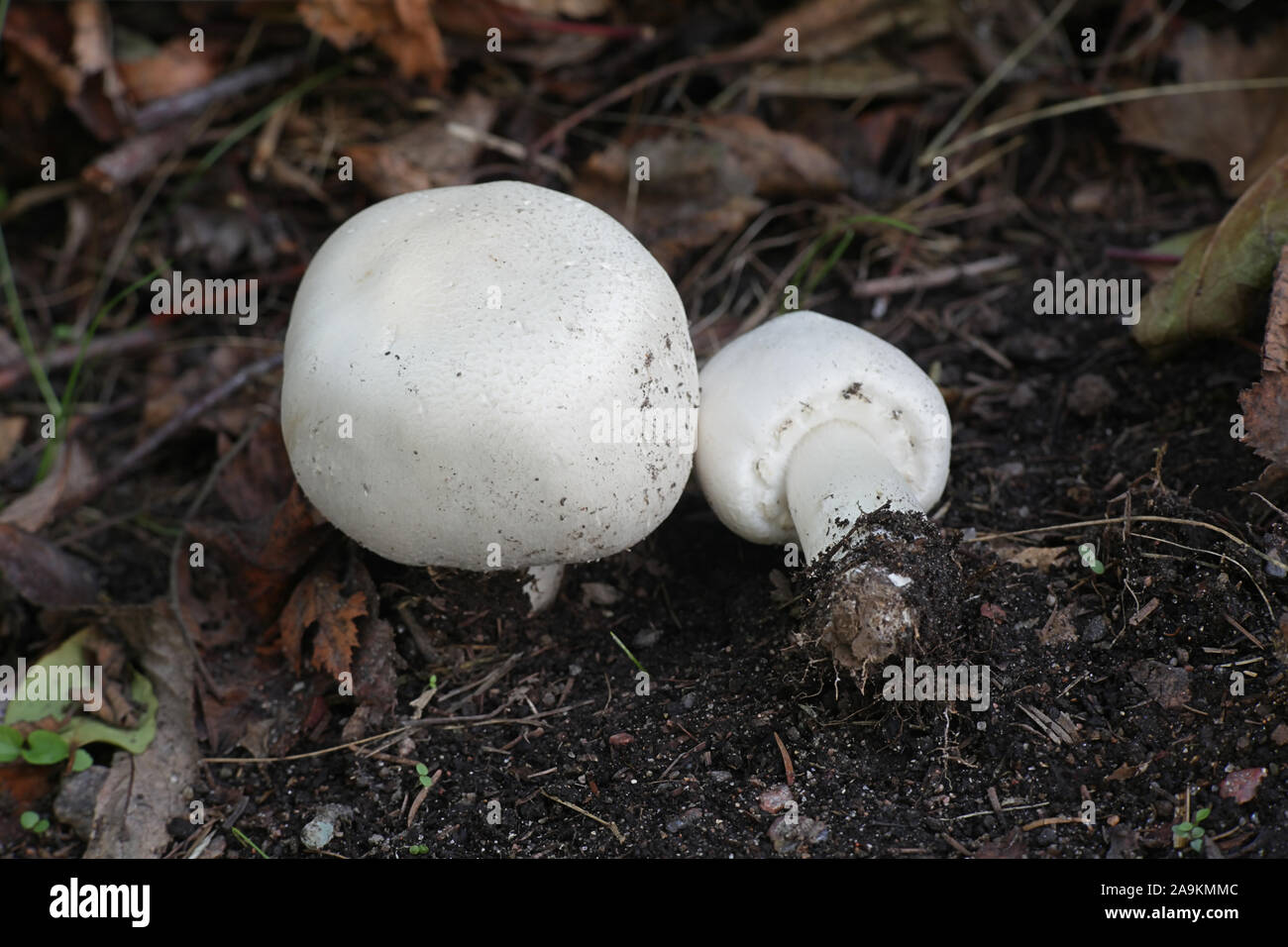 Agaricus arvensis, known as the horse mushroom, wild edible mushroom from Finland Stock Photo