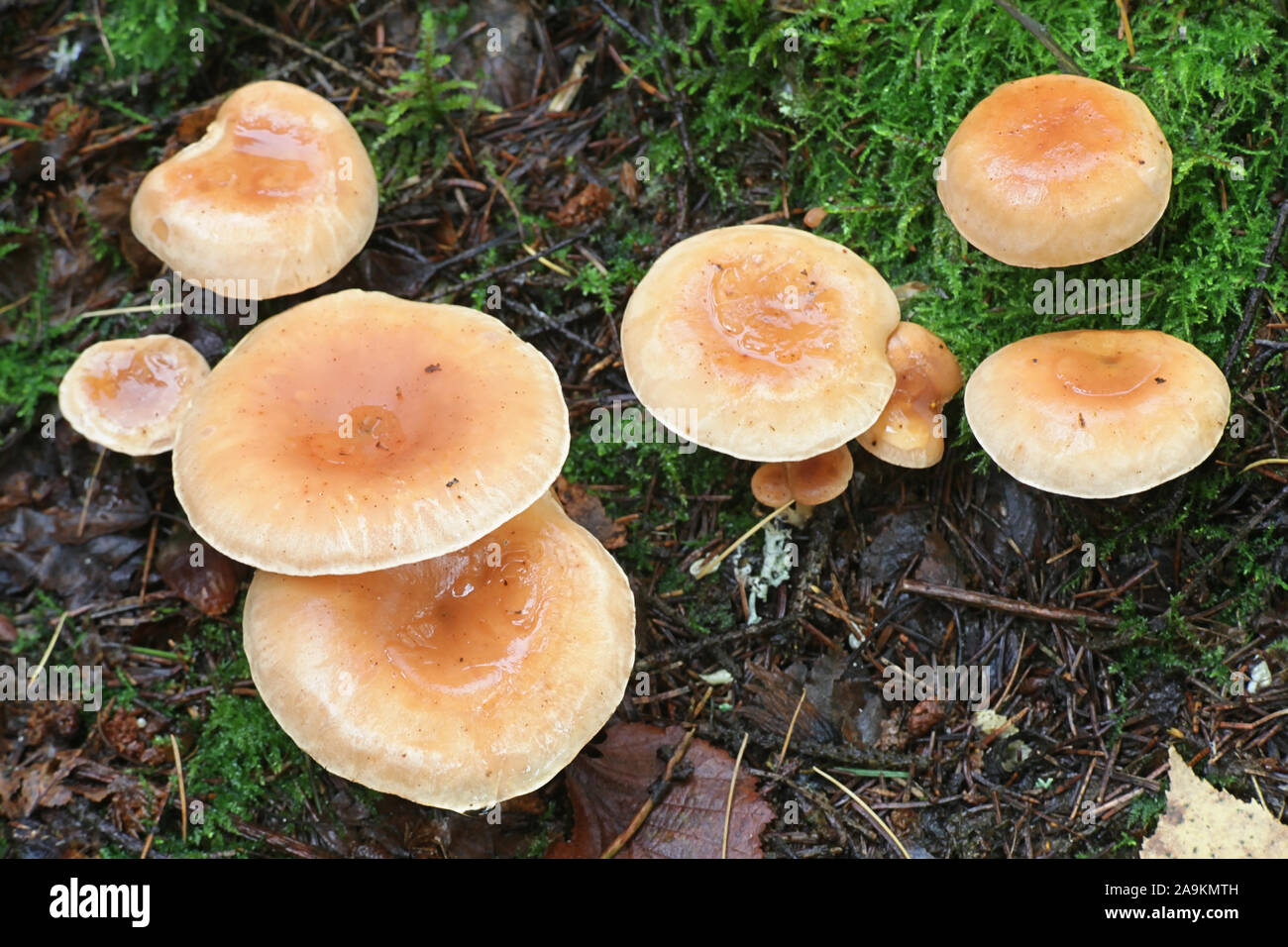 Lepista inversa, known as Tawny Funnel, wild mushroom from Finland Stock Photo