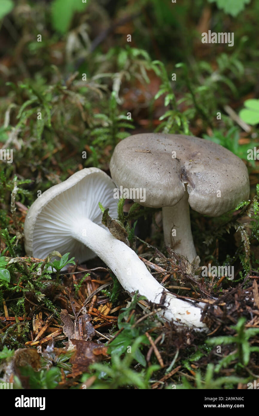 Hygrophorus agathosmus, known as the gray almond waxy cap or the almond woodwax, wild mushrooms from Finland Stock Photo