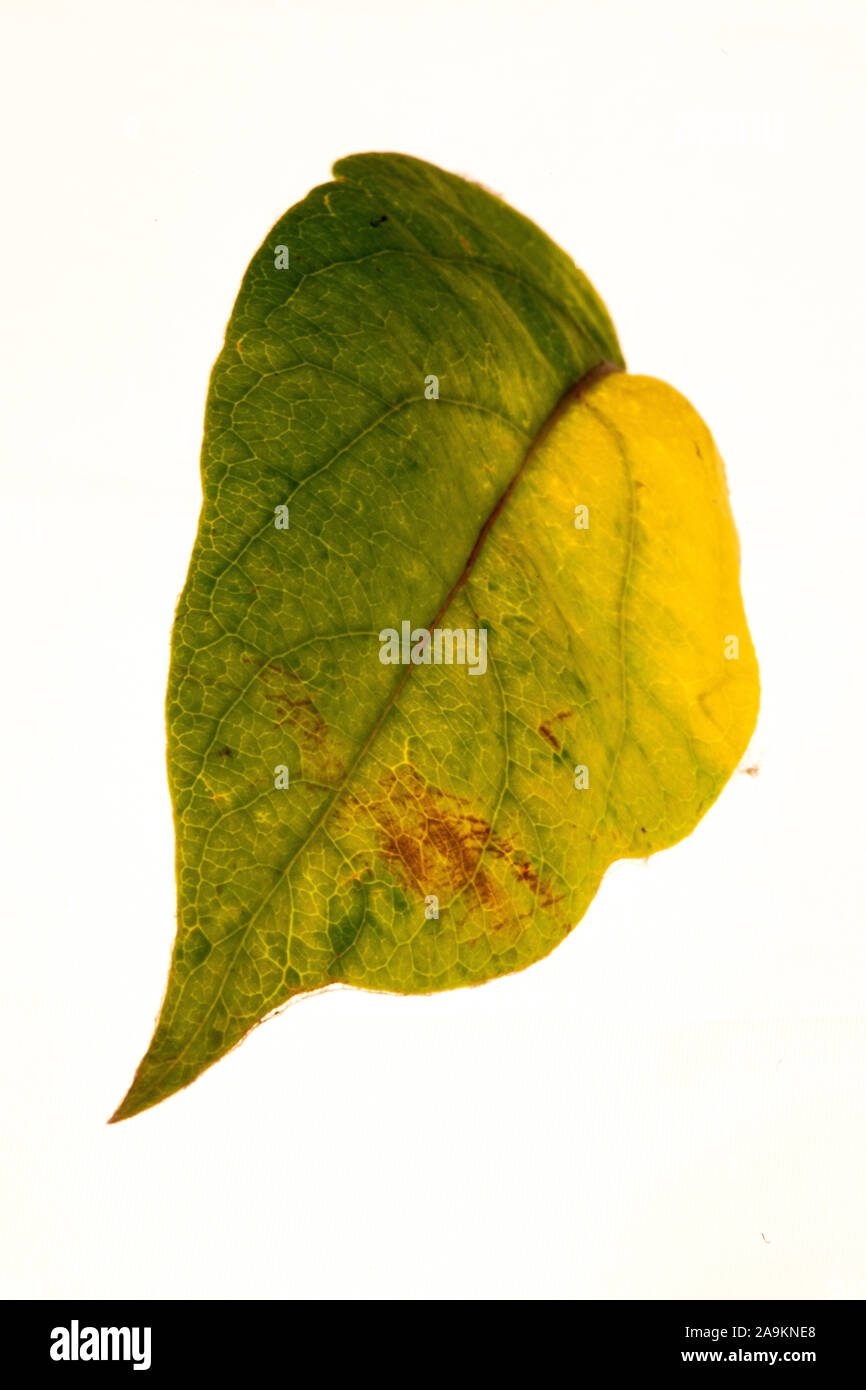 Leaf on white background. Macro photography. The color of autumn Stock