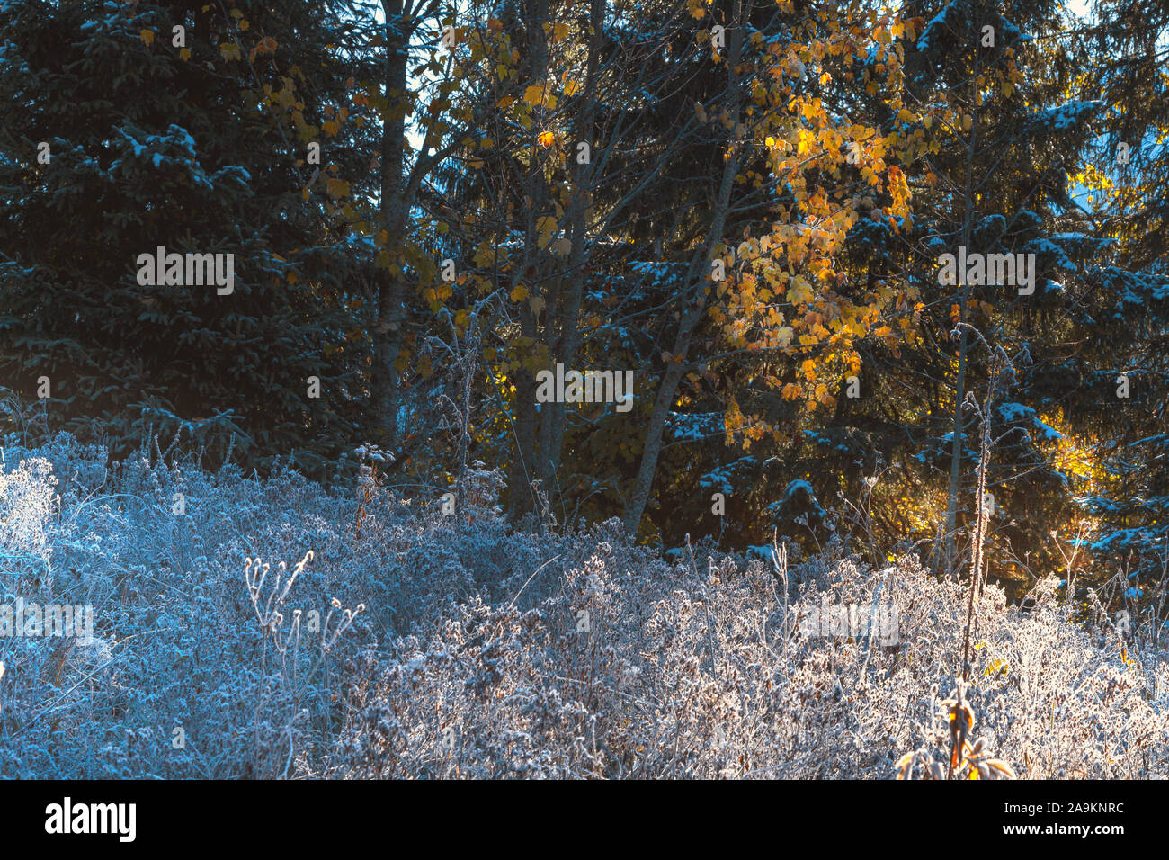 Alpine landscape with coloured trees and white snowy mountains in the background Stock Photo