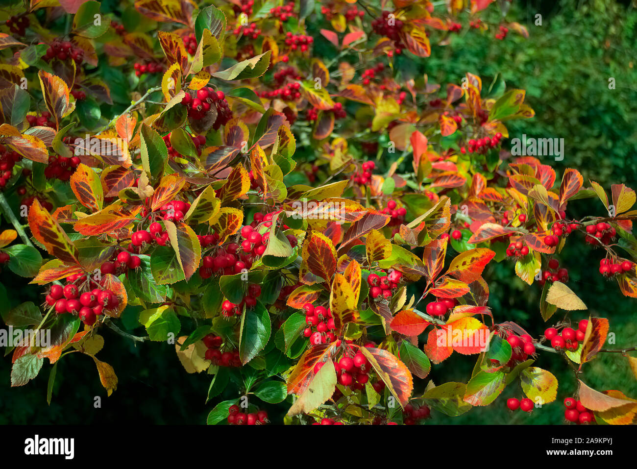 Crataegus persimilis 'Prunifolia' AGM in autumn Stock Photo