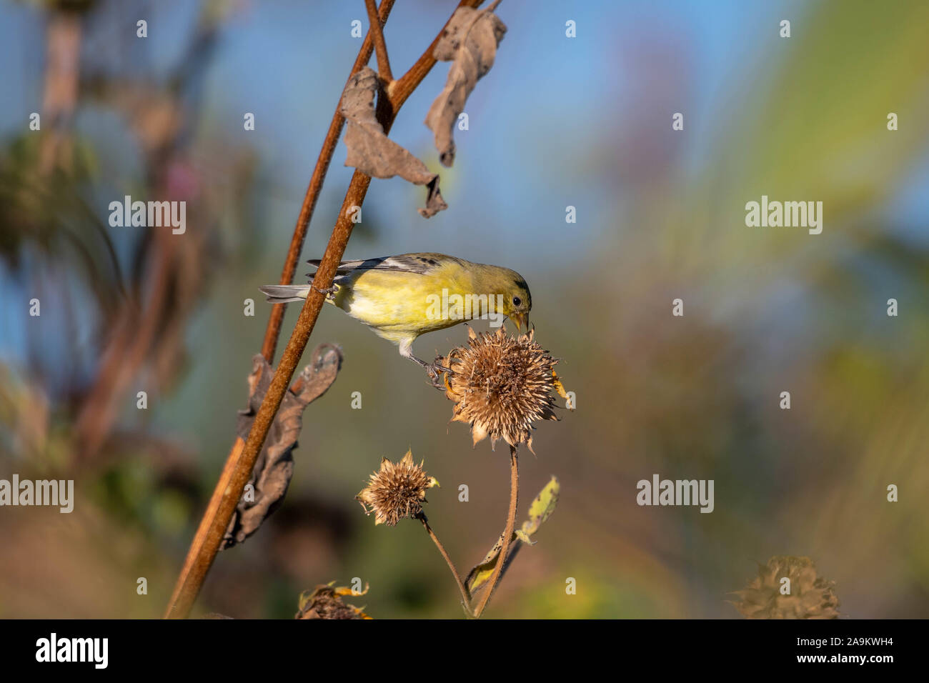 Lesser Goldfinch Los Poblanos Fields Open Space Albiqierqie New Mexico Usa Stock Photo Alamy