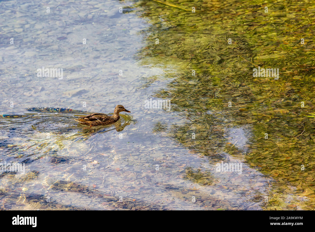 Duck swimming on the surface of a transparent mountain lake Stock Photo