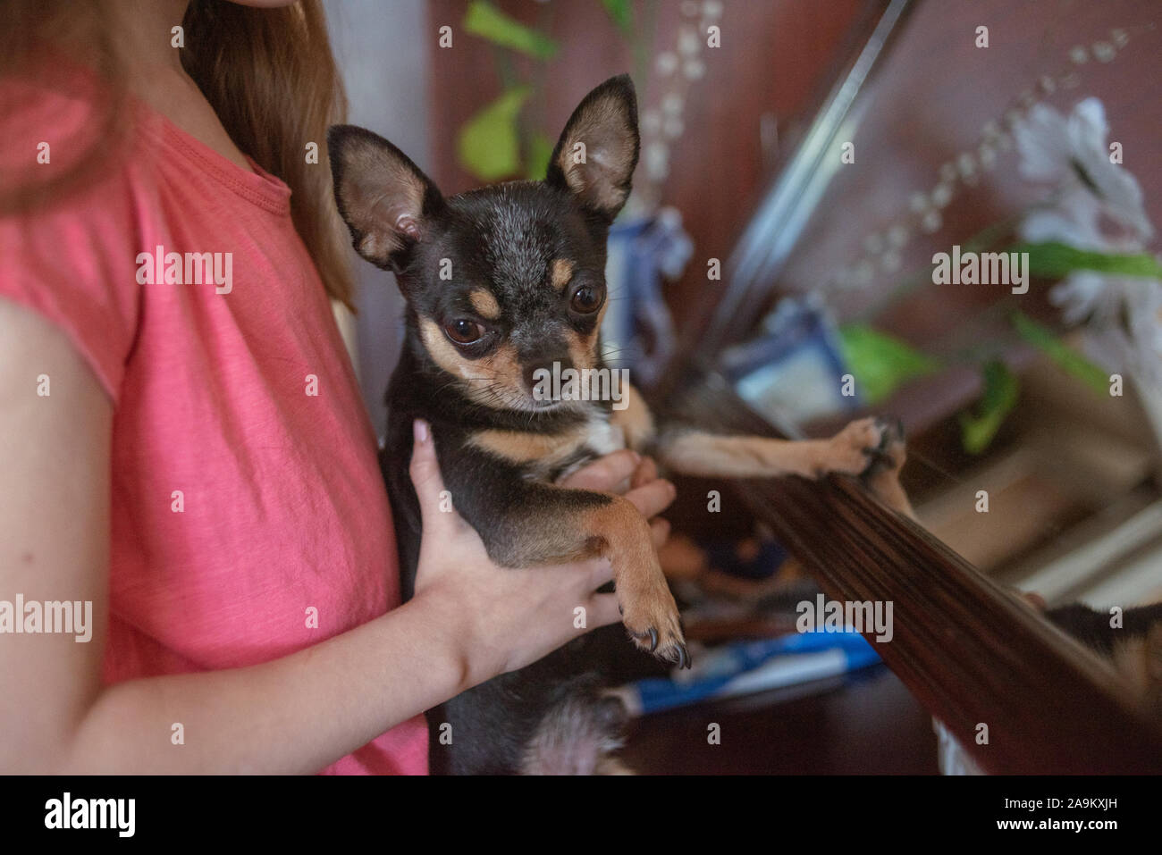 Long Hair Dog Stock Photos Long Hair Dog Stock Images Page 4