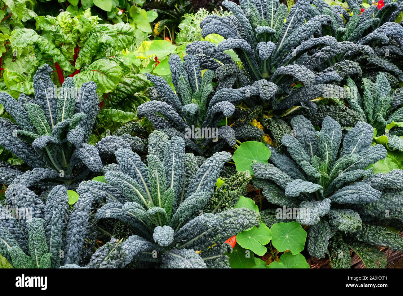 Cavolo Nero growing in a kitchen garden - John Gollop Stock Photo