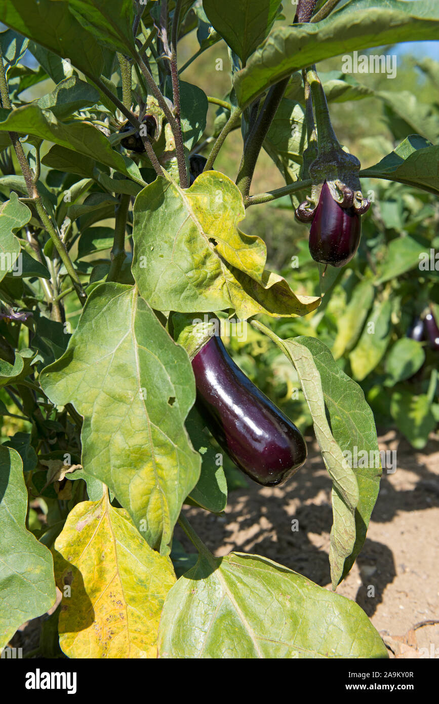 Eggplant (Solanum melongena), France Stock Photo Alamy
