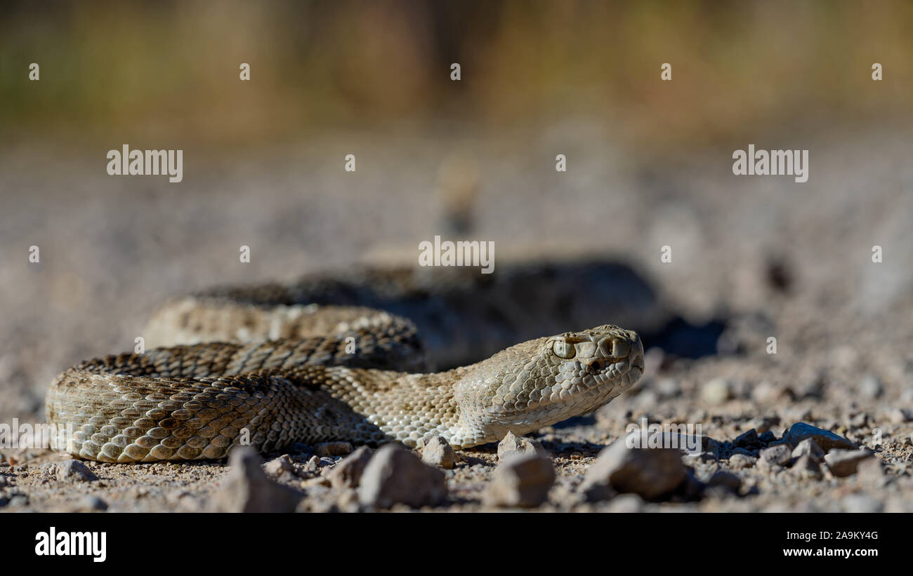 Western Diamond-backed Rattlesnake, (Crotalus atria), Bosque del Apache ...
