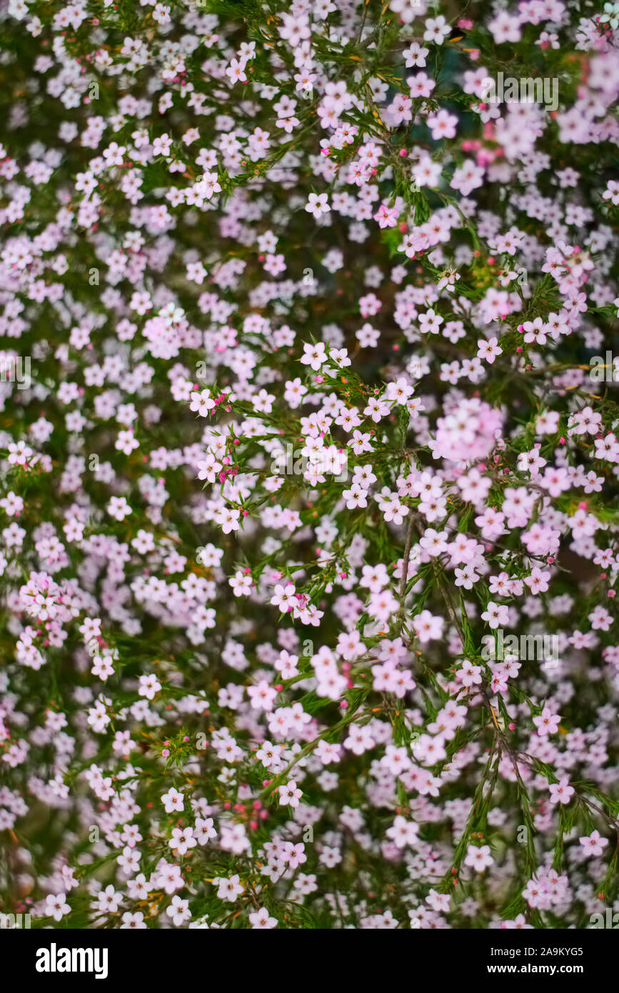 Coleonema pulchellum syn. Diosma hirsuta - Confetti bush Stock Photo