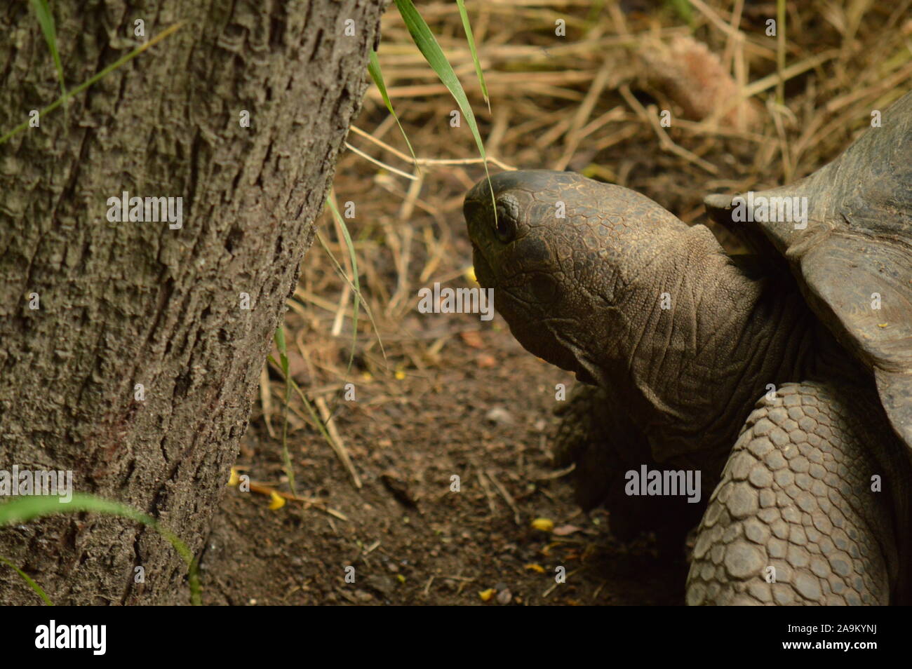 Galapagos Tortoise Stock Photo