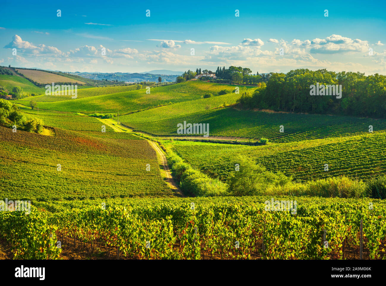 Chianti vineyards and panorama at sunset in autumn. Vinci Tuscany, Italy Europe. Stock Photo