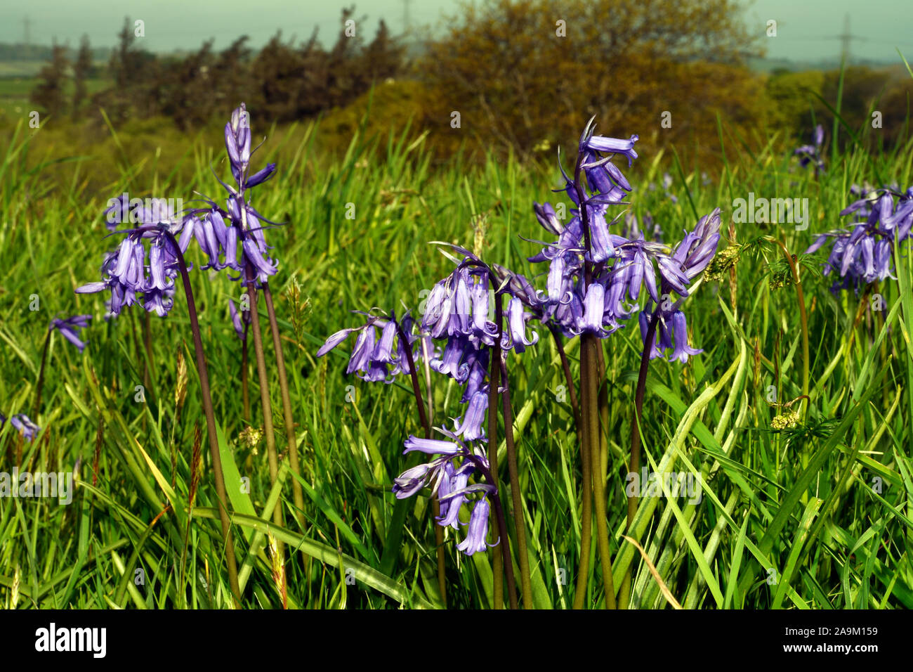 Hyacinthoides non-scripta (bluebell) found in European Atlantic areas from north-western Spain to the British Isles associated with ancient woodland. Stock Photo