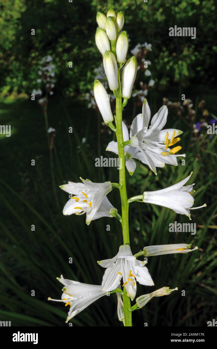 Paradisea lusitanica (St. Bruno Lily) is endemic to the Iberian Peninsula where it occurs in alpine meadows. Stock Photo