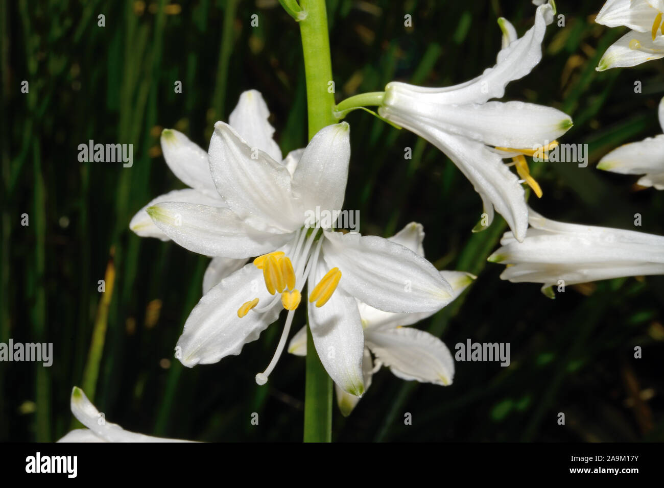 Paradisea lusitanica (St. Bruno Lily) is endemic to the Iberian Peninsula where it occurs in alpine meadows. Stock Photo