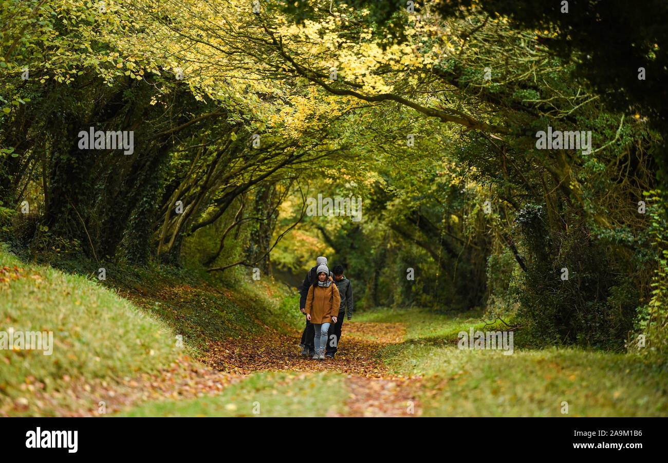 Tree tunnel at halnaker hires stock photography and images Alamy