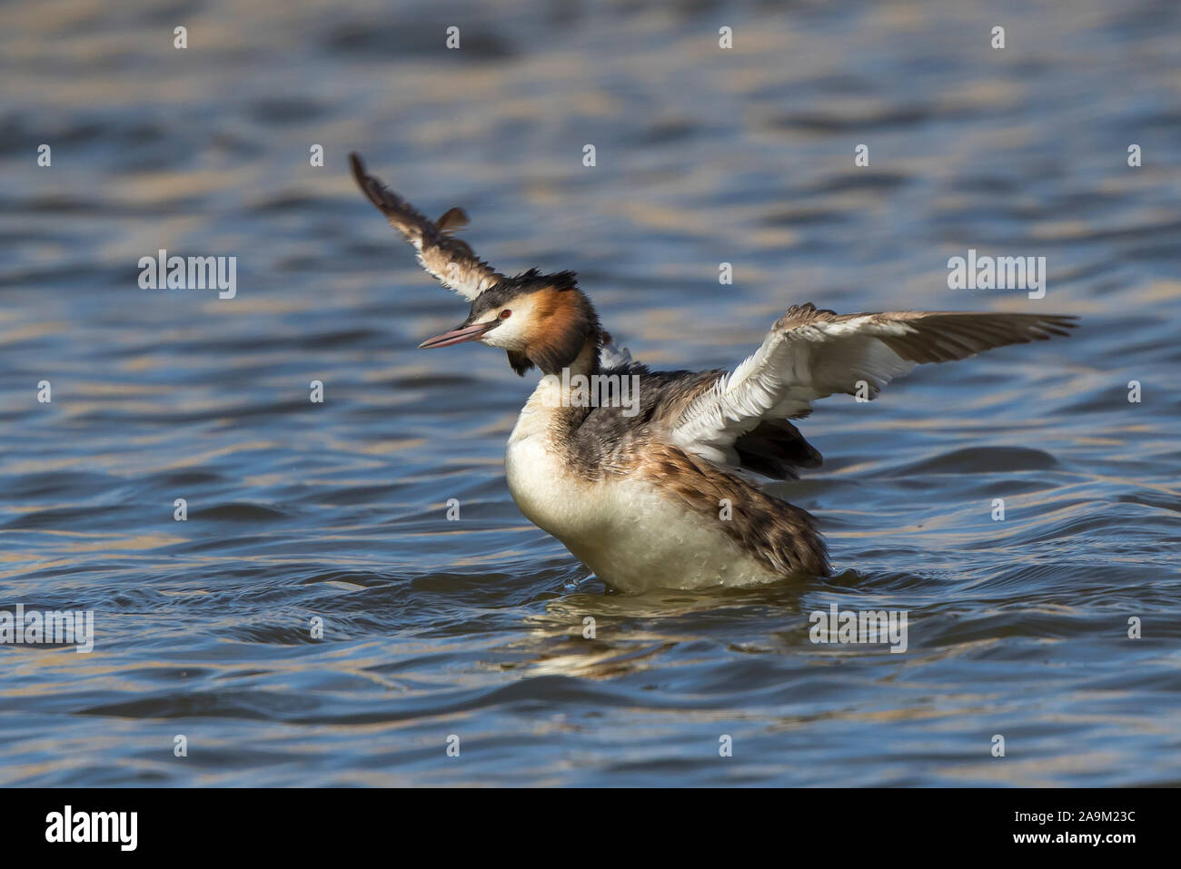 Close up of wild, UK great crested grebe (Podiceps cristatus) isolated outdoors in freshwater lake, flapping spread wings. Stock Photo