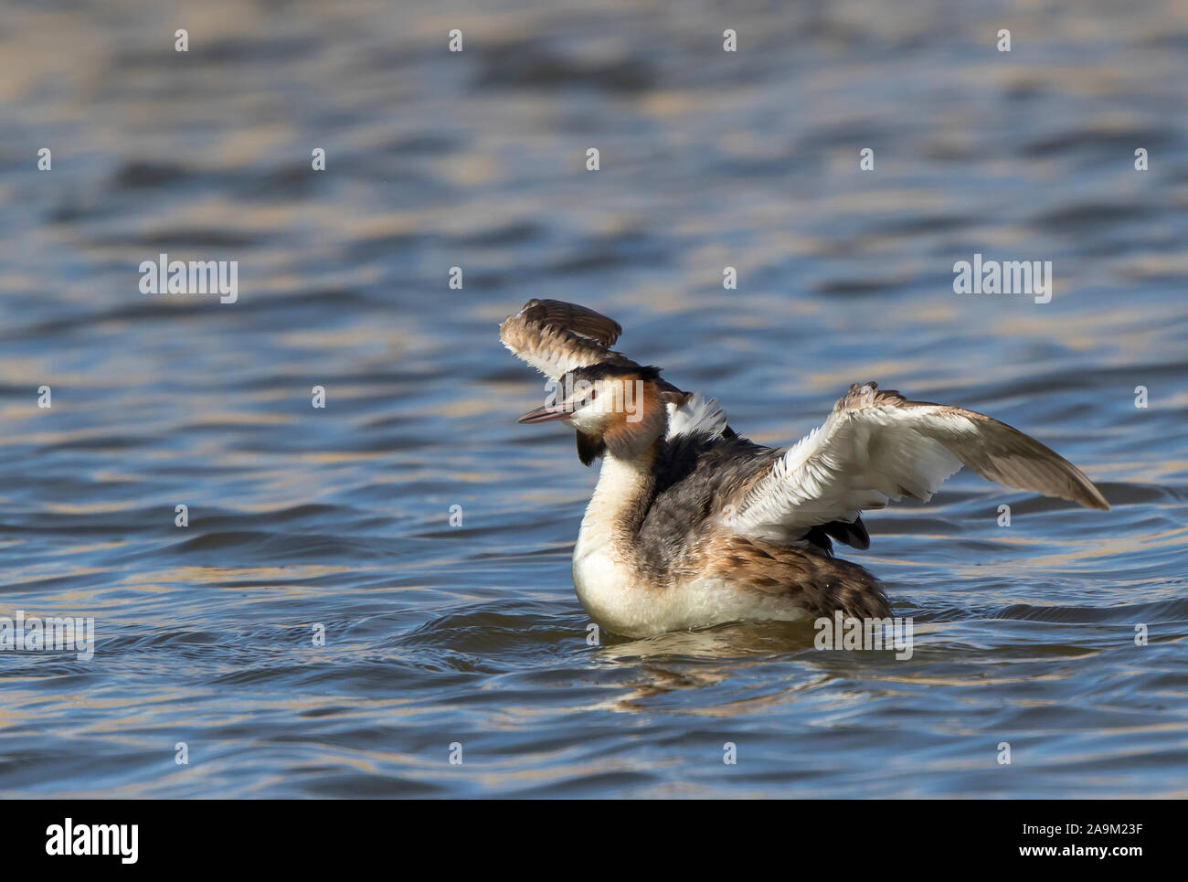 Close up of wild, UK great-crested grebe waterbird (Podiceps cristatus) isolated outdoors in UK freshwater lake, wings spread out high. Stock Photo