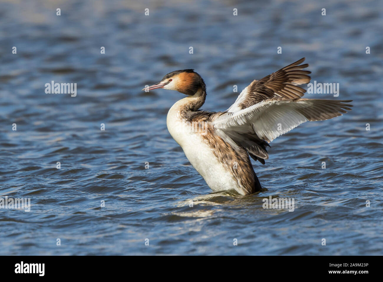Close up of wild, UK great-crested grebe (Podiceps cristatus) isolated outdoors in freshwater lake, flapping its wings in the spring sunshine. Stock Photo